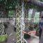 Ficus Microcarpa