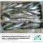 Frozen whole horse mackerel fish