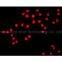 Inverted Fluorescence Microscope MF53