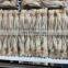 Good price frozen squid tentacles block for export
