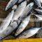 china frozen striped bonito sarda sarda orientalis
