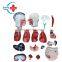 HC-S239 Hot Sale Medical Science Male Trunk Model/Male Model 85CM Male Torso Model with 19 pieces