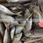 Frozen horse mackerel fish whole round