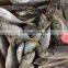 Frozen whole round sea frozen horse mackerel