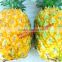 VIET NAM FRESH pineapple