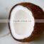 Matured coconut