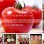 Factory supply Delicious Canned Tomato Paste 210g/tin with easy open