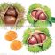 2016 raw Organic fresh chestnuts