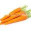 China fresh carrot for sale
