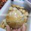Polished Echinoid Star Fish/Sand Dollars Natural Star Fish Fossils