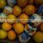 egyptian fresh Navel Orange