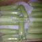 Zucchini