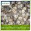 Frozen Shiitake