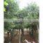 Ficus altissima