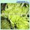 Shinning Green Fresh Flowers Fresh Cut Daisy With Wholesale Price