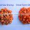 Wholesale frozen dried shrimp meal(midium size)