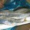 frozen mackerel from the Bohai sea