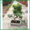 Evergreen Tree s Shape Mini Bonsai
