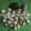 natural decotative semicassis inornata seashell for sale