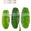 monstera leaves,dried banana leaf ,foliage tree leaves decoration