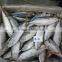 Frozen Indian Mackerel