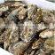From Pollution-Free Sea Korean Tongyeong Fresh Live Oyster(Whole Shell Oyster / Whole Round)