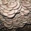 Factory Price Premium Oyster Mushroom Spawn Cultivated for Fresh Oyster Mushroom (White,Grey,Dark Grey,Yellow,Pink)