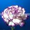 China Crazy Selling Fresh Cut Carnation Flower for Wholesale
