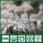 Mushrooms Wild and cultivated Fresh Dry Mushrooms growing seed spawn
