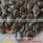 organic dark green pumpkin seeds grown without shell (GWS) AAA/ AA / A