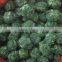 2016 new crop good quality iqf frozen Spinach