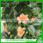 Plastic artificial flowers vine