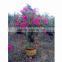 Bougainvillea outdoor bonsai wholesale