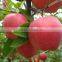 Fruit Fillings/Apple Pie Filling or Topping