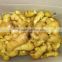 China market Price for ginger fresh ginger ginger mypet