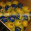 FRESH LEMON ( Adalia - Verna - Green Lime )