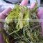Frozen wakame stem cut salted for Seaweed Salad (hiyashi wakame)