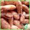 New Crop Pulses/Light Speckled Kidney Beans