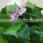 SJ0601027 Guangzhou factort wholesale fake leaves vine plastic artificial flowers vine