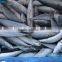sardine indian mackerel