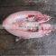 Supply of stainless steel fish meat peeled machine / squid skinning machine