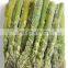 factory hot selling IQF frozen green asparagus with fresh quality