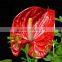 Decorative new coming crazy selling fresh cut flower anthurium