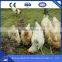  China Hexagonal Wire Mesh Aviary Cage Wire Mesh Aviary Panels