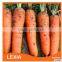 New crop fresh red carrots
