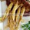 Wholesale Good Quality Tonic Panax Ginseng Root