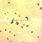 High quality export Indonesia lab using microscope prepared slides