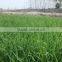 barley extract powder