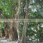 Natural Plants Ficus Annulata