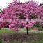 Tabebuia pentaphylla